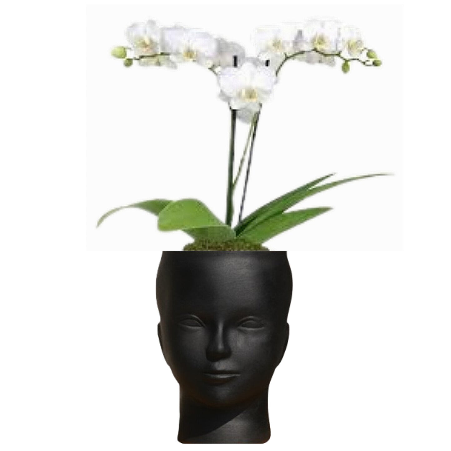 Керамичка саксија форма глава црна 17cm